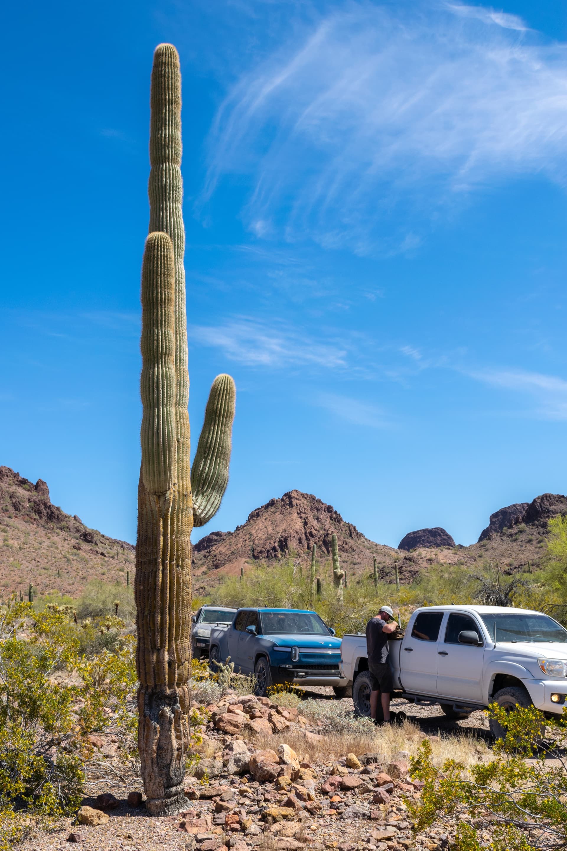 Giant saguaro with trucks
